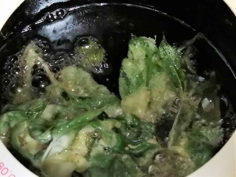 20230507山ウド (8)