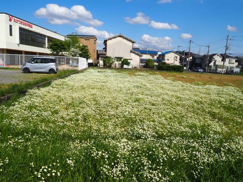 20220417お花畑 (3)