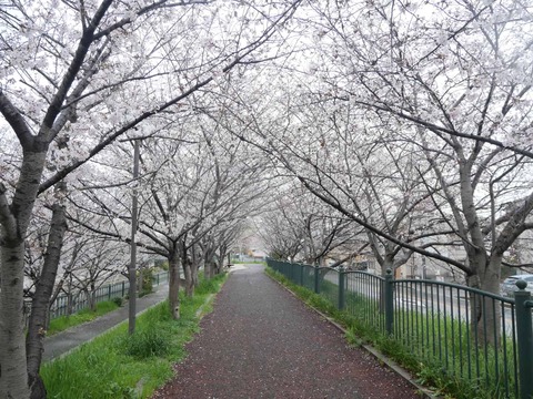 20260401玉川桜 (45)