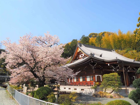 20230401桜 (10)