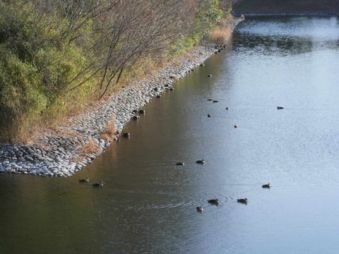 20260301今城カモ (24)