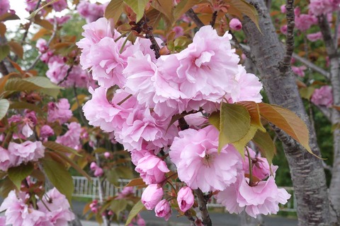 20200418sakura2