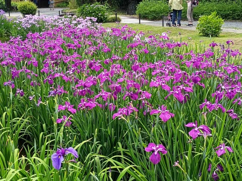 20260529城北菖蒲園 (5)