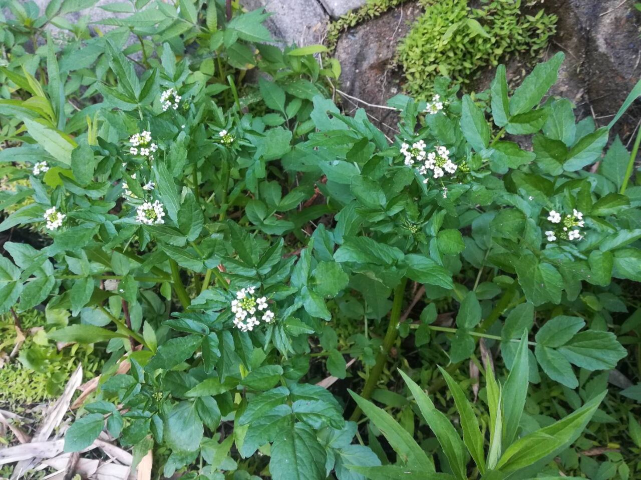 高槻の街かどでクレソンの花が咲いてきた 22年 高槻network新聞
