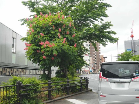 20250506マロニエ (1)