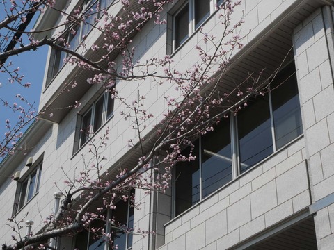 20260321桜商工会議所 (4)