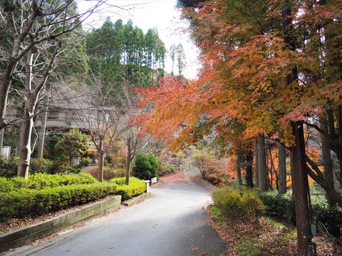 20211127北部紅葉 (6)