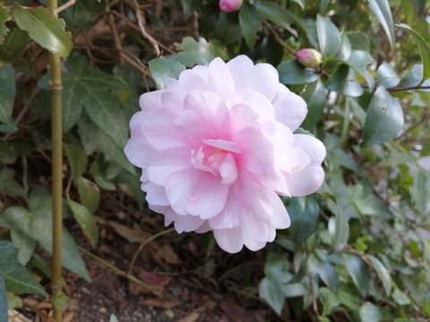 20201130sazanka1