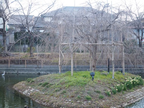 20220306カワセミ (1)