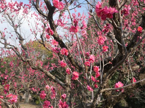 20260202万博記念公園 (85)