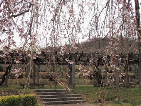 20220323桜公園 (5)