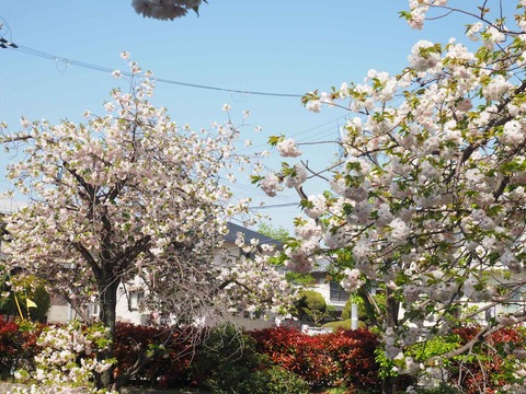 20240414桜 (39)