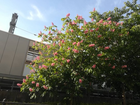 202304504マロニエ (2)