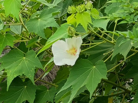 20250825芙蓉 (4)