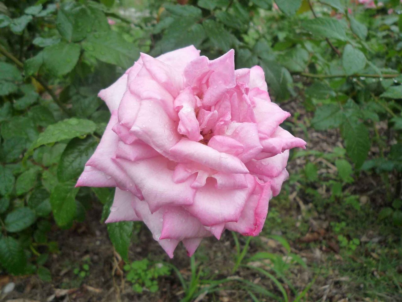 高槻から少しお出かけ編 茨木若園公園の秋バラがこれからきれい 高槻network新聞