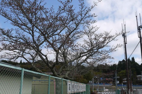 20200329sakura22