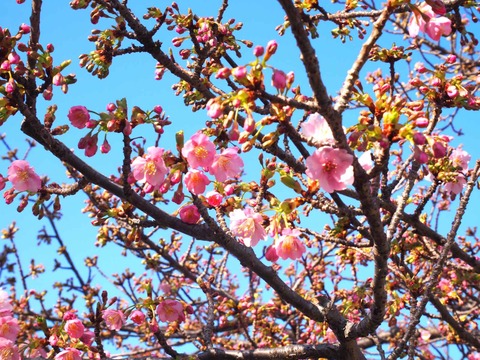 20240224筒井池河津桜 (4)