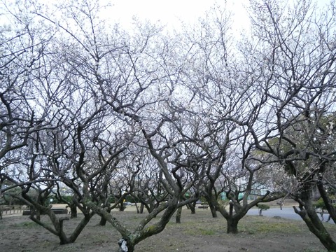 20250304梅 (7)