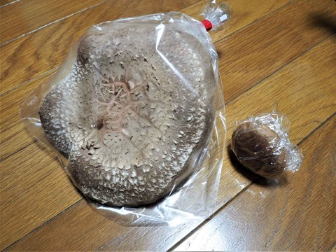 20221106食材 (3)