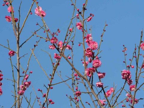 20260221阿久刀神社 (17)