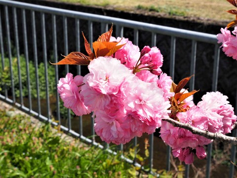 20230422樫田桜 (9)