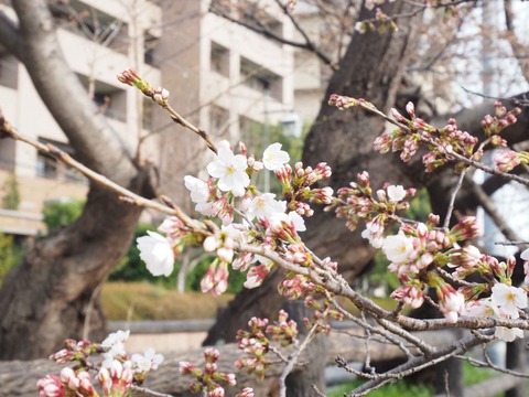 20220325芥川桜堤 (5)