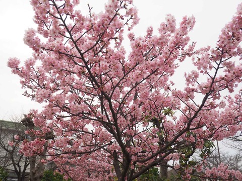 20220313筒井池  (12)