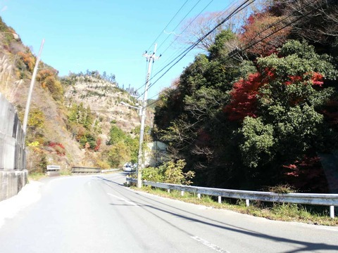 20241207府道6号紅葉 (7)