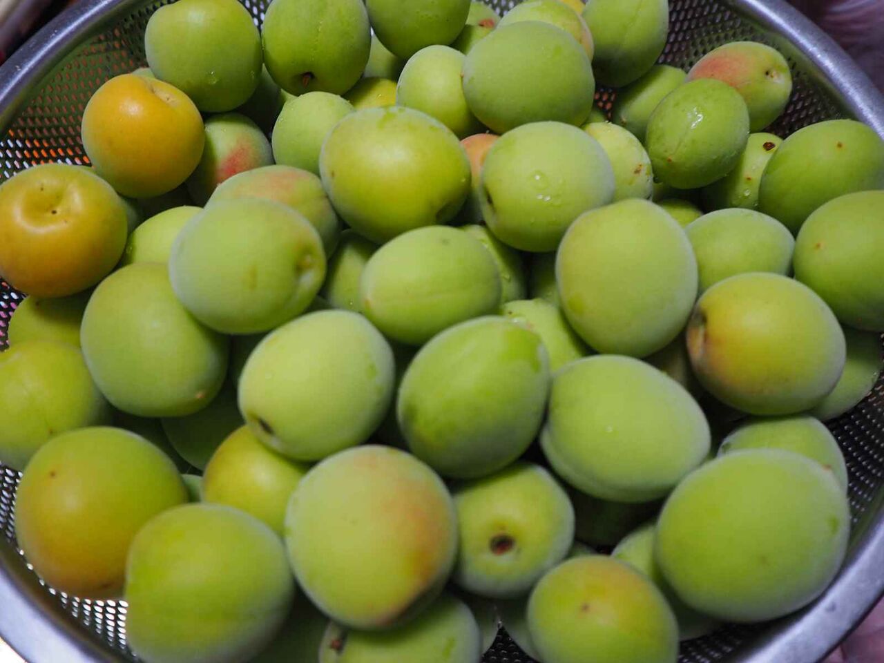 高槻の食材 その43 お隣さんにいただいた梅の実で梅シロップを作ってみる たった3日でこうなるのか 前編 高槻network新聞