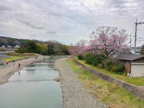 20250329大森橋 (1)