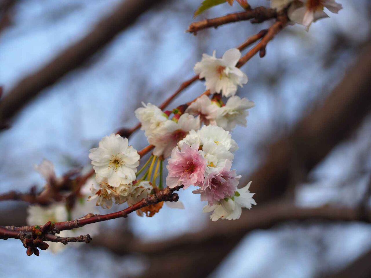 阿久刀神社 冬桜のようす 2023年12月 : 高槻Network新聞