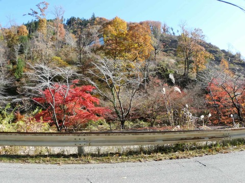 20241207府道6号紅葉 (30)