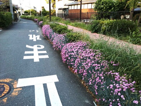 20240510ナデシコ (2)