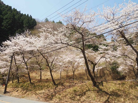 20220409樫田方面桜 (26)