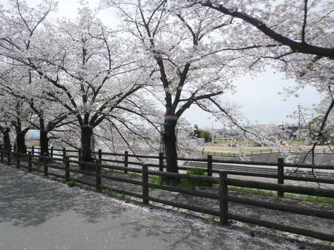20260406桜 (24)
