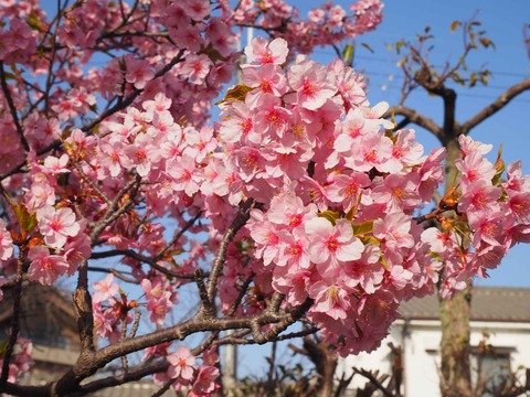 20230311河津桜 (23)