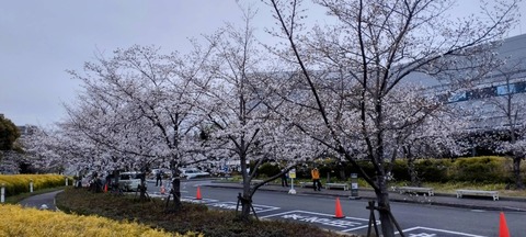20250402桜 (7)