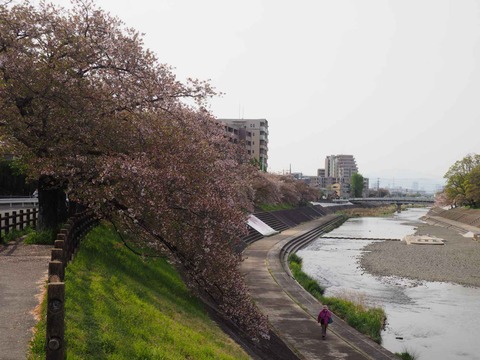 20240415桜 (2)
