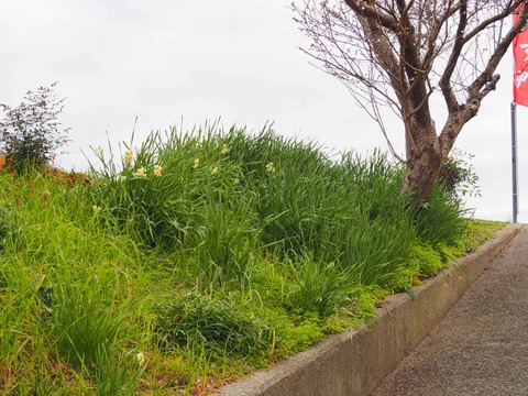 20240203スイセン (7)