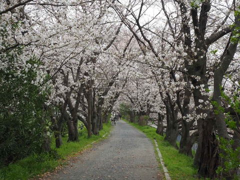 20230325玉川沿い桜 (11)