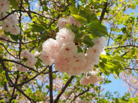 20240414桜 (34)