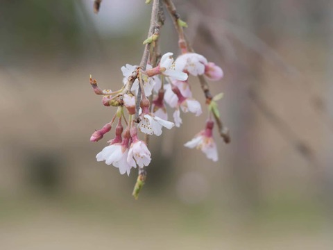 20260318摂津峡公園 (13)