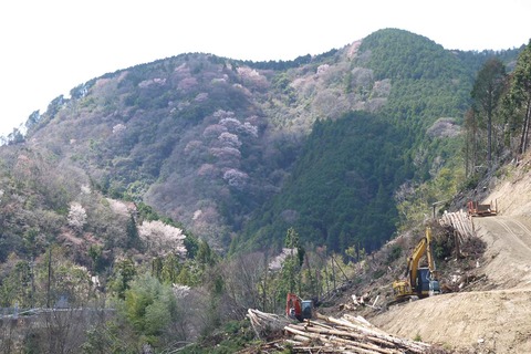 20200405sakura1