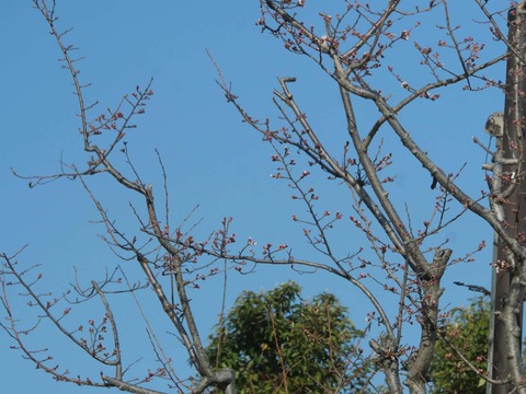 20260317商工会議所前 (2)