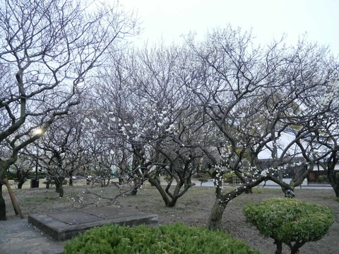 20250304梅 (3)