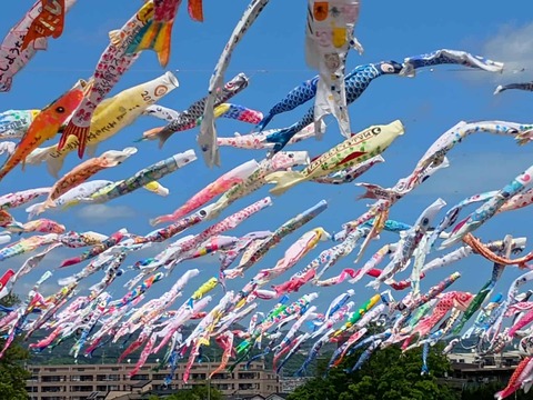 20260426こいのぼり (9)
