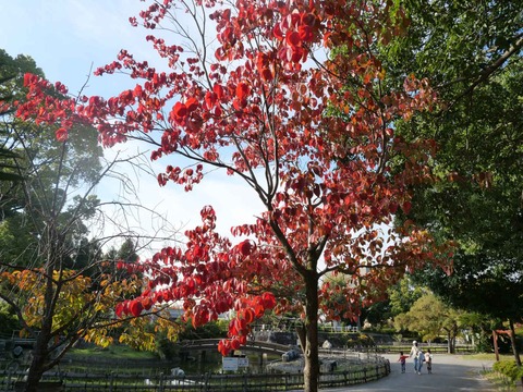 20251108高槻城公園南地区 (12)