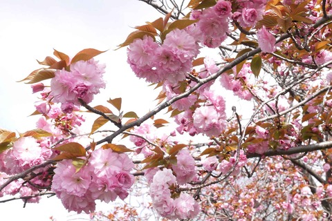 20200411sakura2