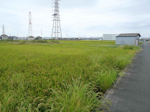 20240929コスモス (13)