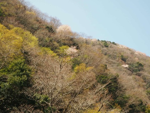 20250412府道6号桜 (18)